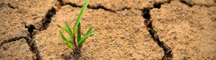 dry cracked earth - single shoot